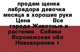 продам щенка лабрадора девочка 2 месяца в хорошие руки › Цена ­ 8 000 - Все города Животные и растения » Собаки   . Воронежская обл.,Нововоронеж г.